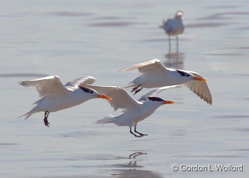 Terns In Flight_41439.jpg - Photographed along the Gulf coast on Mustang Island near Corpus Christi, Texas, USA.